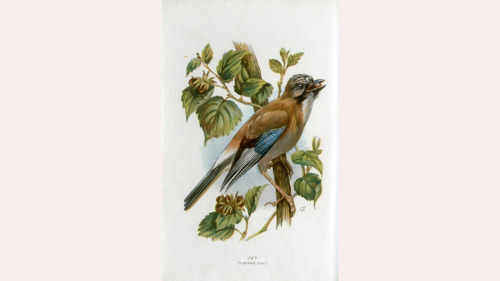 Illustration of a Jay on a branch