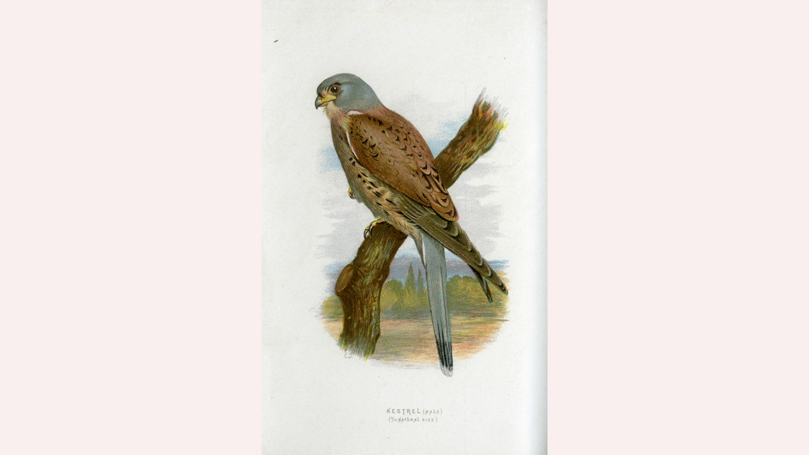 Illustration of a Kestrel