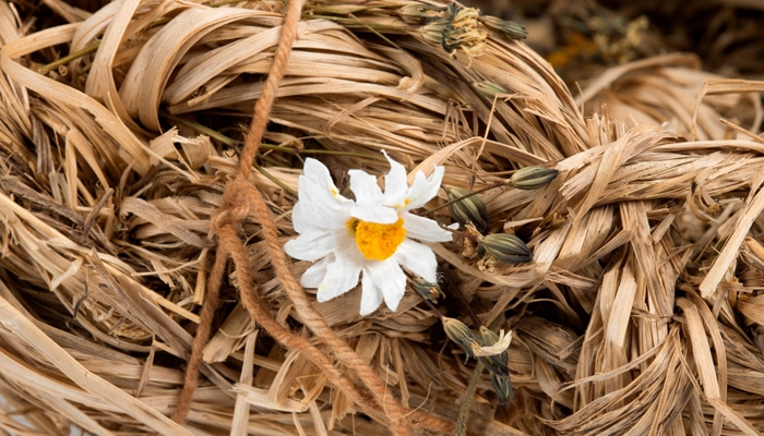 Artwork of shoe made from grass, showing flower detail