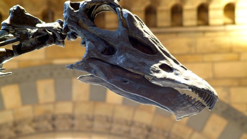 Dippy the Dinosaur head