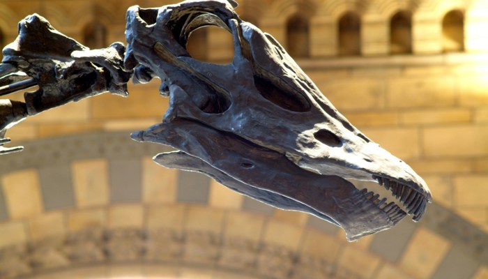 Dippy the Dinosaur head