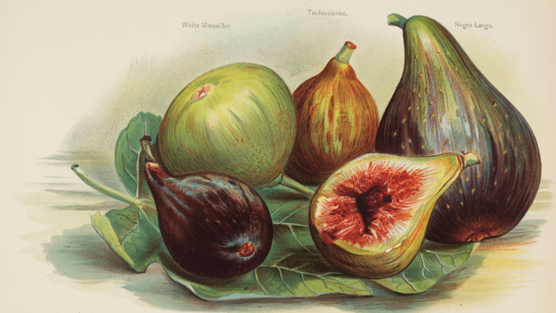 An illustration of a group of figs