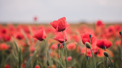 A field of red poppies