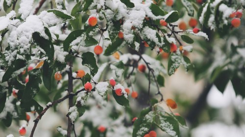 Close up of a bush with red berries, covered in snow