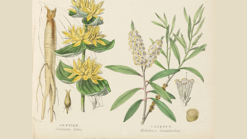 Illustration of Gentian