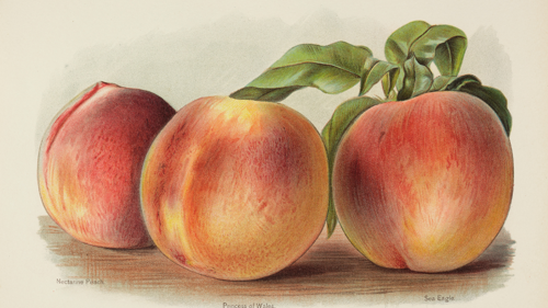 Illustration of a group of peaches