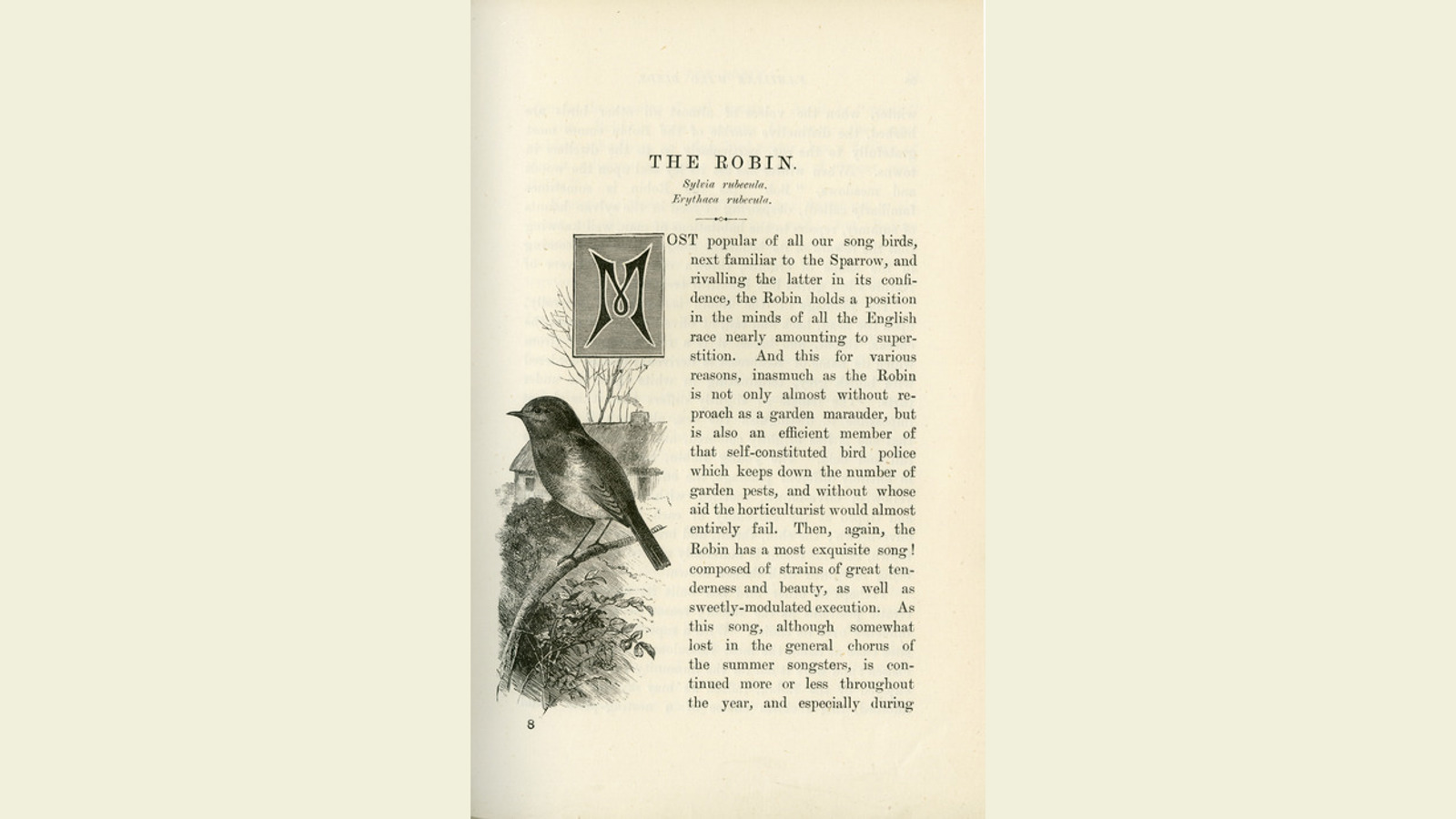 Page of a book describing a Robin