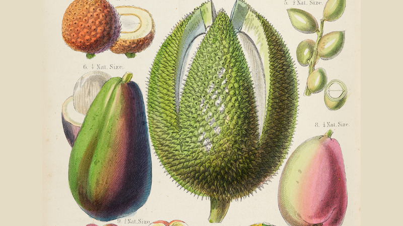 Botanical illustration of a nut