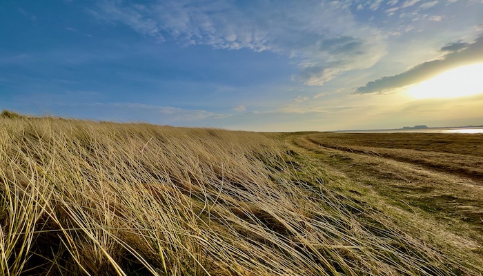 Beach with dune, long grasses and a low sun