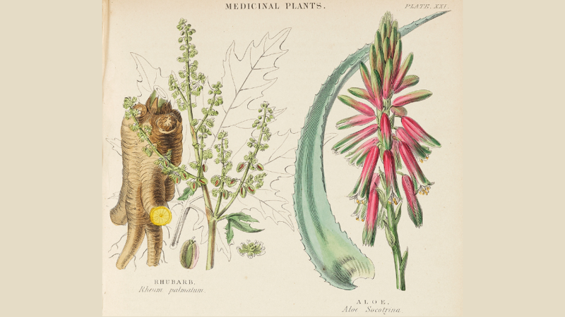 Illustration of Rhubarb and Aloe