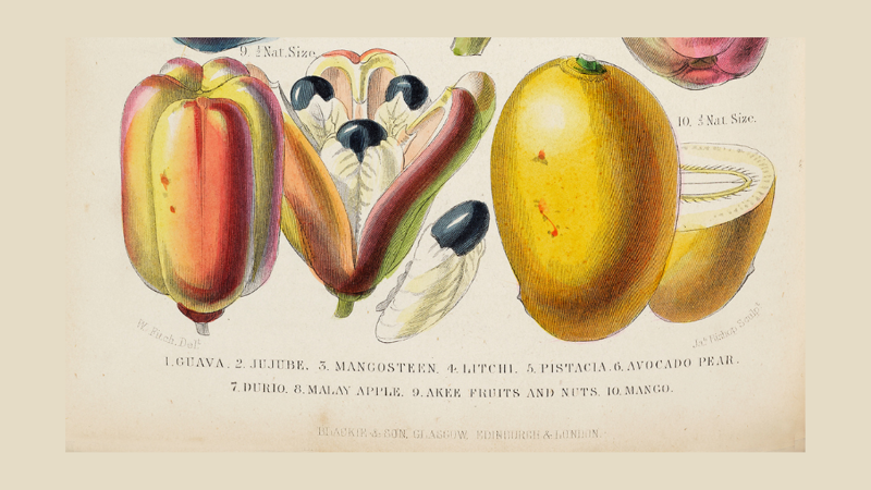 Botanical illustration of a nut
