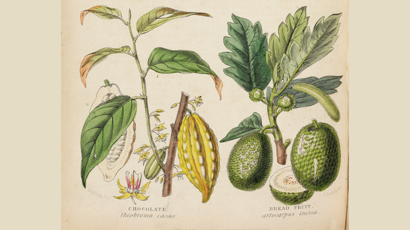 Botanical illustration