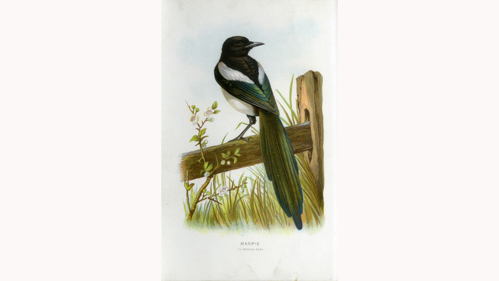 Illustration of a magpie