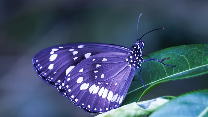Image of a purple and white butterfly